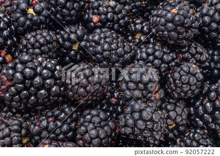 Lots of blackberries harvested 92057222