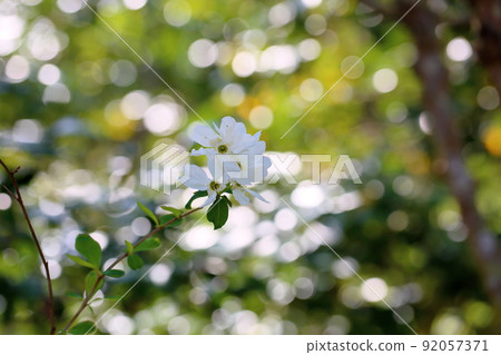 琉球白花 92057371