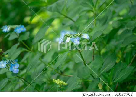Blue hydrangea [rainy season] [early summer] [summer] 92057708