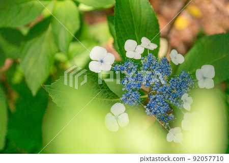 White and blue hydrangea [rainy season] [early summer] [summer] 92057710