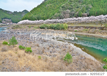 [Sakura in full bloom, rows of cherry blossom trees along the Yoshino River] Nishikawa, Kawakami-mura, Yoshino-gun, Nara Prefecture 92058127
