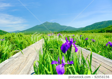 Japanese iris blooming on the boardwalk (Hiuchigatake) 92058156