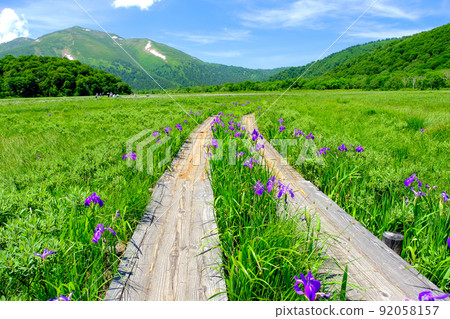Moriwaka (Mt. Shibutsu) blooming along the boardwalk 92058157