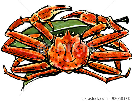 “雪蟹 (Matsubagani)”的手寫插圖 “雪蟹 (Matsubagani)”的手寫插圖 92058378