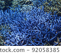 Coral reefs in Okinawa 92058385