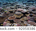Coral reefs in Okinawa 92058386