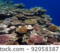 Coral reefs in Okinawa 92058387