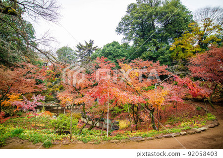 小江戶 川越 秋 秋葉 Kittain 秋葉 山庭園 92058403