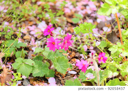 Primulae flower 92058437