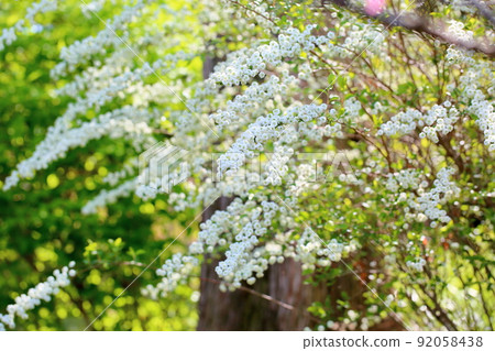 Flower of a sagebird 92058438