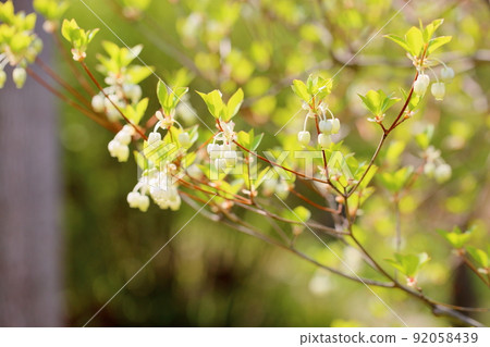 Dudedzia flower 92058439