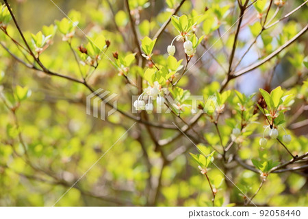 Dudedzia flower 92058440