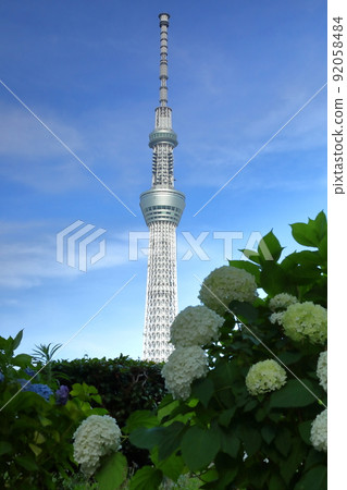 Hanakawado, Taito-ku, Tokyo Sky Tree receiving the west sun over the hydrangea of Sumida Park, Taito-ku Hanakawado, Taito-ku, Tokyo Sky Tree receiving the west sun over the hydrangea of Sumida Park, Taito-ku 92058484