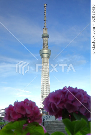 Hanakawado, Taito-ku, Tokyo Sky Tree receiving the west sun over the hydrangea of Sumida Park, Taito-ku 92058486