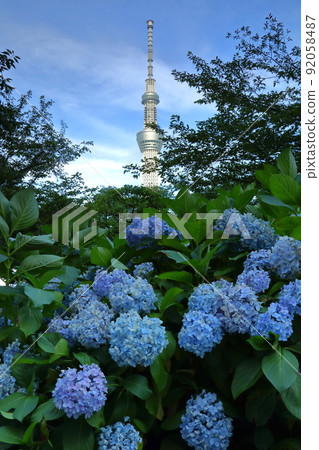Hanakawado, Taito-ku, Tokyo Sky Tree receiving the west sun over the hydrangea of Sumida Park, Taito-ku 92058487