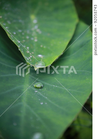 Water drops on the leaves Water drops on the leaves 92058743