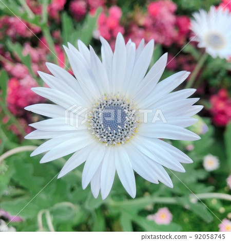 Arctus Tracer Difolia 花 92058745
