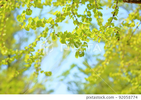 Young leaves of wigs Young leaves of wigs 92058774