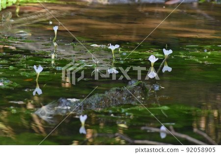 在西表島森林的一個池塘中發現的Ottelia alismoides 92058905