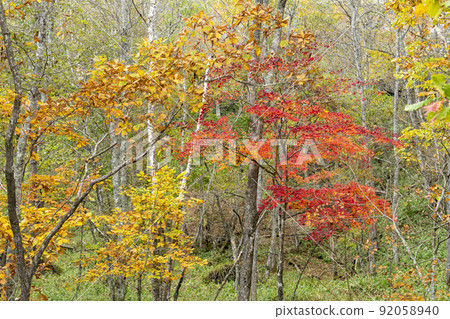 Autumn leaves in Kushiro Shitsugen Autumn leaves in Kushiro Shitsugen 92058940