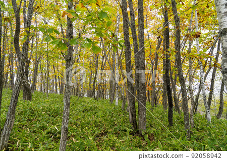 Autumn leaves in Kushiro Shitsugen Autumn leaves in Kushiro Shitsugen 92058942