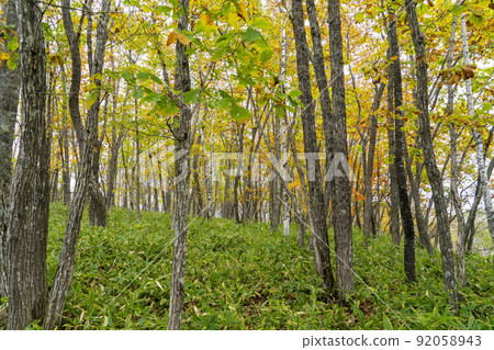 Autumn leaves in Kushiro Shitsugen 92058943
