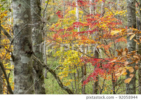 Autumn leaves in Kushiro Shitsugen 92058944