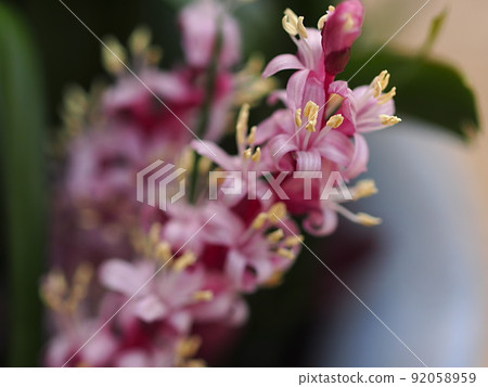 Reineckea carnea flower up 92058959