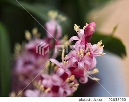 Reineckea carnea flower up 92058960