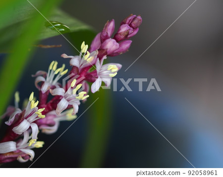 Reineckea carnea flower up Reineckea carnea flower up 92058961