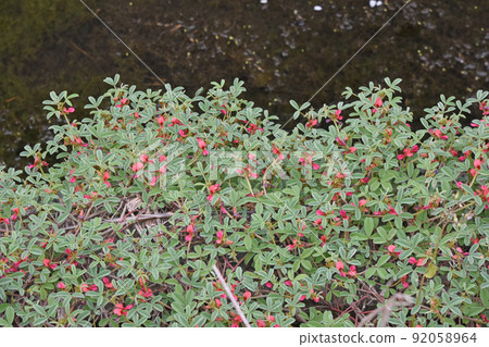 The Indigofera trifolia with red flowers studded in the paved leaves is beautiful. The Indigofera trifolia with red flowers studded in the paved leaves is beautiful. 92058964