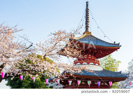 Koedo Kawagoe 春天 Kitain Cherry Blossoms and Tahoto 92059007