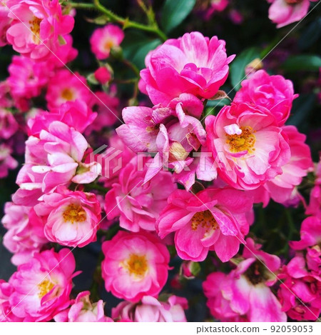 華麗的粉紅玫瑰 華麗的粉紅玫瑰 92059053