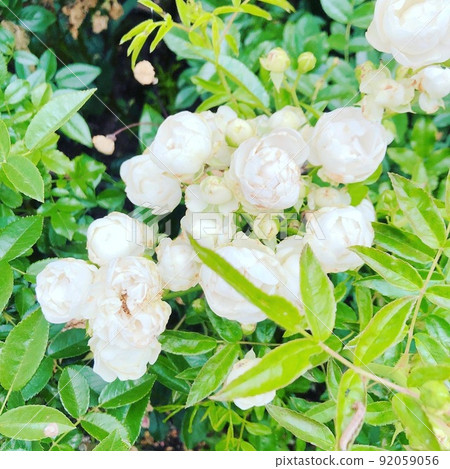白玫瑰 白玫瑰 92059056