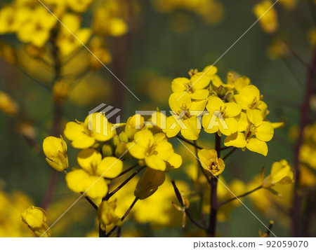 Kosai Thai flowers in the field 92059070