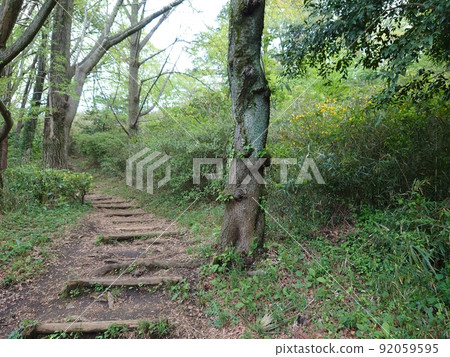 Paths through nature Paths through nature 92059595