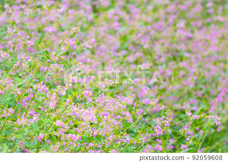 Blooming Alechinus bitohagi flowers 92059608