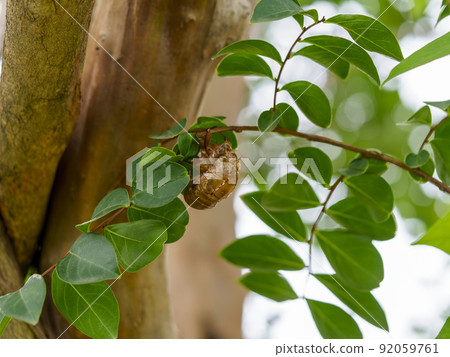 Cicada shell Cicada shell 92059761