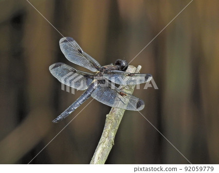 利貝魯拉·安吉麗娜（男） 92059779