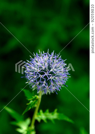Ruritama thistle 92059810