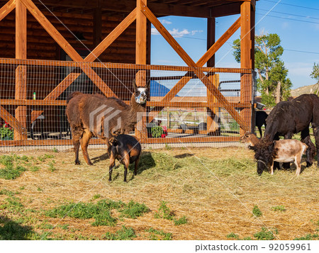 Close up shot of cute llama 92059961