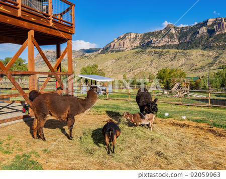 Close up shot of cute llama 92059963