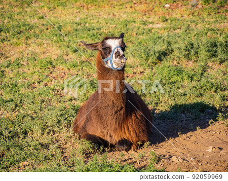 Close up shot of cute llama 92059969