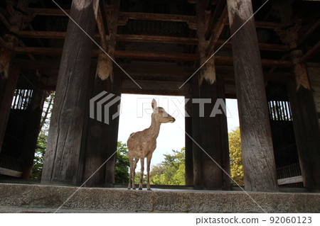 Nara deer Nara deer 92060123