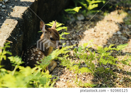 Nara deer Nara deer 92060125