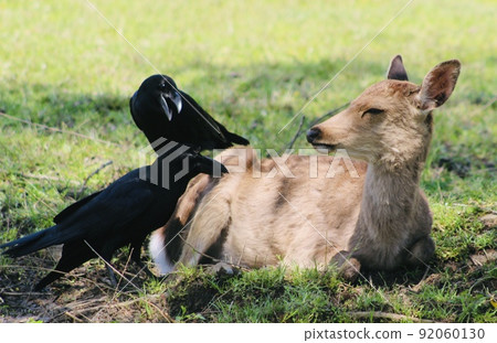 Nara deer 92060130