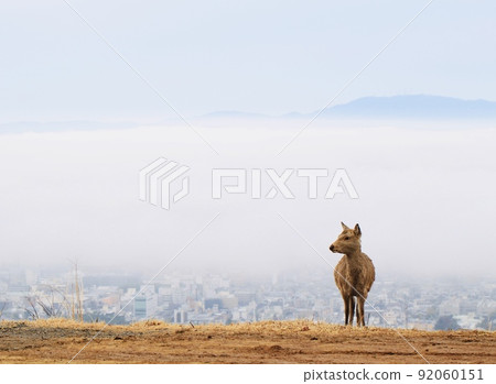Nara deer 92060151