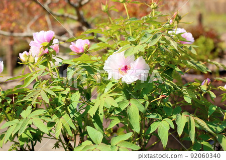 Button flower 92060340