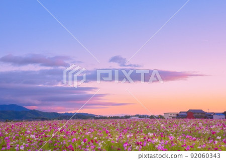 Cosmos sunset 92060343