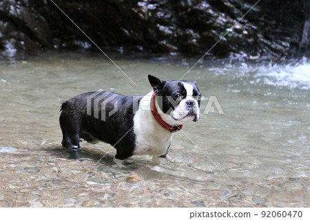Mighty of my dog Boston Terrier who enters the Yadotani River in Moroyama Town, Saitama Prefecture, which is famous for Yuzu no Sato, and looks at the scenery comfortably. 92060470